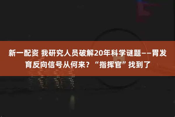 新一配资 我研究人员破解20年科学谜题——胃发育反向信号从何来？“指挥官”找到了